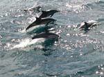 Neritic form of Long-beaked Common Dolphin, photo by Roger Wolfe