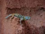 San Lucan Rock Lizard, photo by Roger Wolfe