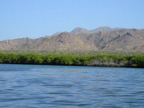 mangroves of Isla San Jose, photo by Roger Wolfe