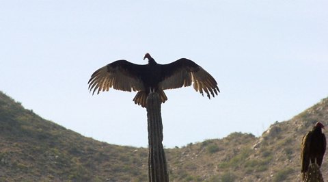 Turkey Vulture photo by Roger Wolfe