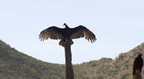 Turkey Vulture, photo by Roger Wolfe