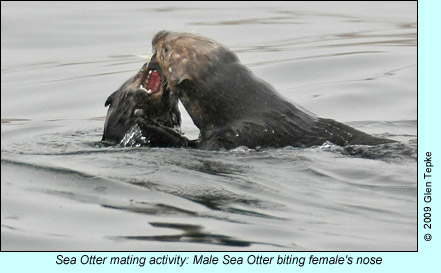 Sea otter mating activity, photo by Glen Tepke