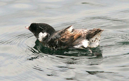 Ancient Murrelet photo by Jeff Poklen