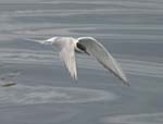 Arctic Tern