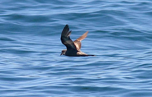 Ashy Storm Petrel photo by Jeff Poklen