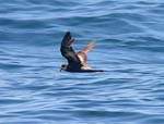 Ashy Storm Petrel