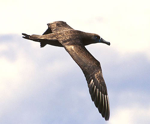 Black-footed Albatross photo by Jeff Poklen