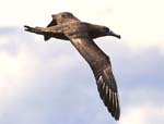 Black-footed Albatross