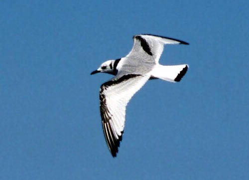 Black-legged Kittiwake photo by Jeff Poklen