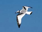 Black-legged Kittiwake