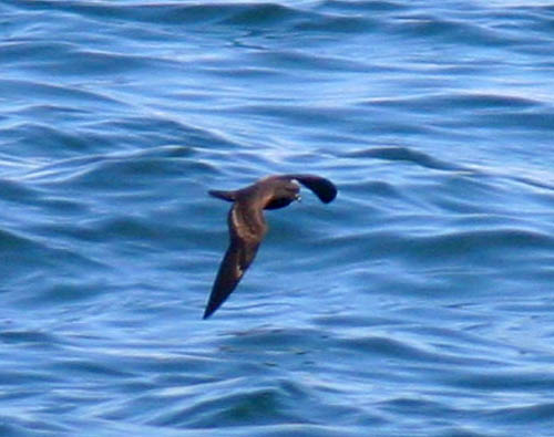 Black Storm Petrel photo by Jeff Poklen