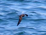 Black Storm Petrel