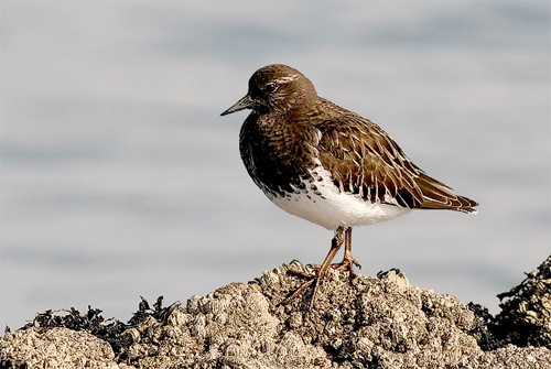 Black Turnstone, photo by Jeff Poklen