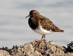 Black Turnstone