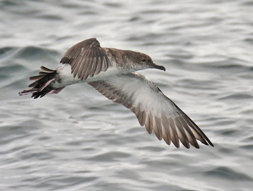 Black-vented Shearwater photo by Glen Tepke