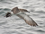 Black-vented shearwater