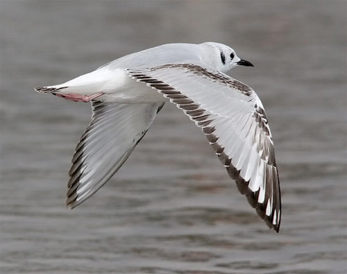 Bonaparte's Gull, photo by Jeff Poklen