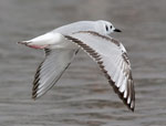 Bonaparte's Gull