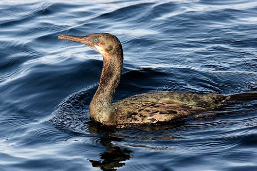 Brandt's Cormorant photo by Jeff Poklen