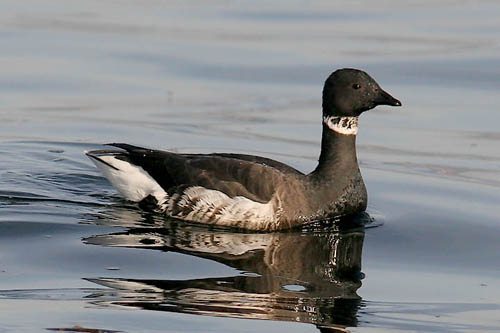 Brant photo by Jeff Poklen