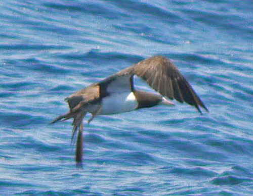 Brown Booby photo by Roger Wolfe