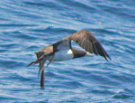 Brown Booby