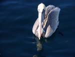 Brown Pelican