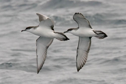 Buller's Shearwater photo by Jeff Poklen