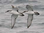 Buller's Shearwater 