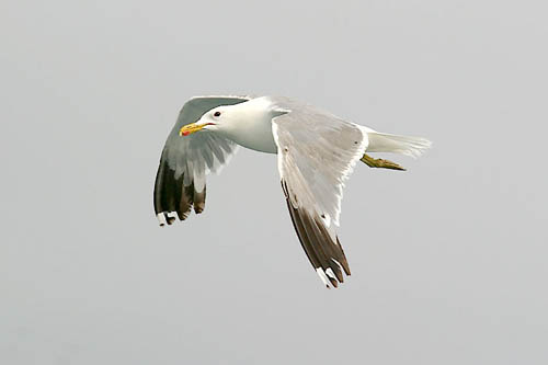 California Gull photo by Jeff Poklen