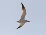 Caspian Tern