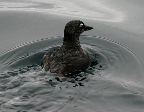 Cassin's Auklet photo by Jeff Poklen