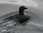 Cassin's Auklet