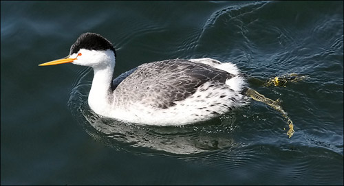 Clark's Grebe photo by Jeff Poklen