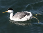 Clark's Grebe