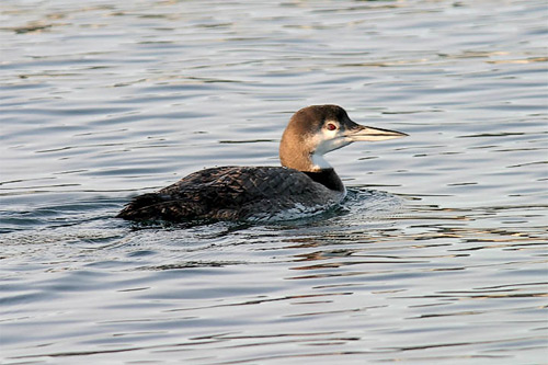 Common loon photo by Jeff Poklen