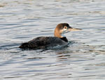 Common Loon