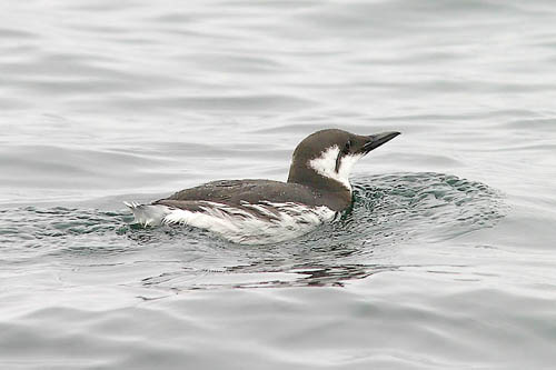 Common Murre photo by Jeff Poklen