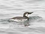 Common Murre