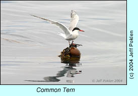 Common Tern, photo by Jeff Poklen