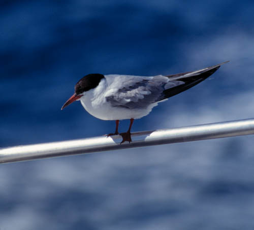 Common Tern photo by Richard Ternullo
