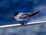 Common Tern