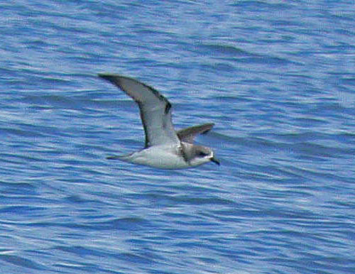 Wilson's Storm Petrel photo by Roger Wolfe