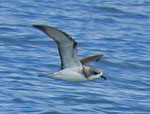 Cook's Petrel