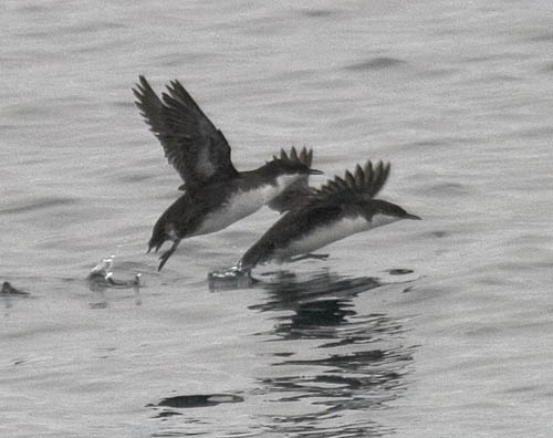 Craveri's Murrelet photo by Les Chibana