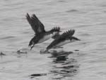 Craveri's Murrelet