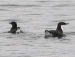 Craveri's Murrelet