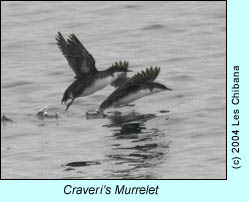 Craveri's Murrelet, photo by Les Chibana