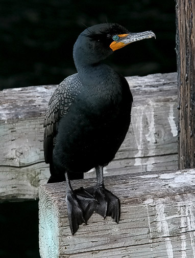 Double-crested Cormorant photo by Jeff Poklen