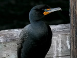 Double-crested Cormorant